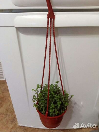 Комнатные растения цветы.Коллизия