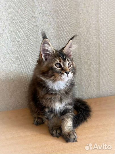 Котята мейн-кун