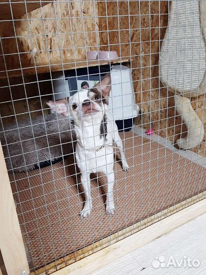 Передержка / Зоогостиница / Зооняня