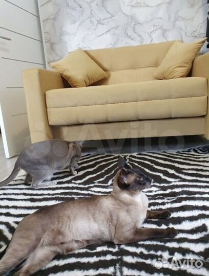 Диван мини раскладной Этро Люкс