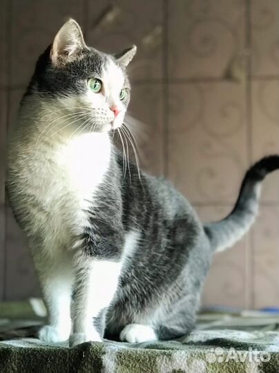 Пухленькая кошка Ксюша ищет семью