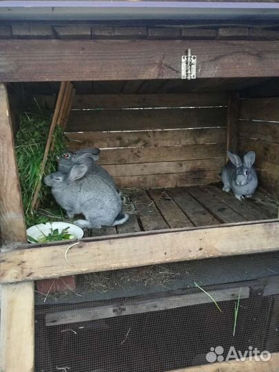 Клетка для кролика