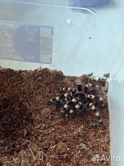 Паук птицеед