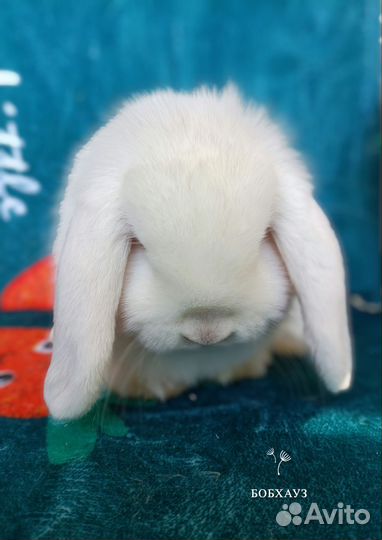 Элитные карликовые кролики