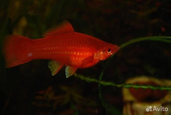 Молодые меченосцы и растения