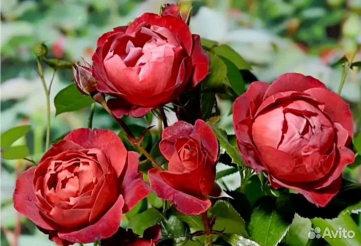 Роза Хот Шоколад саженцы новый красивый сорт