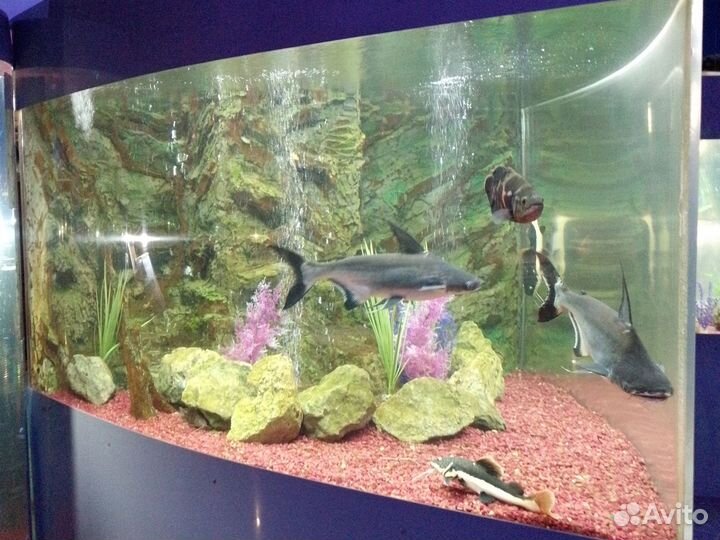 Изготовление аквариумов, террариумов