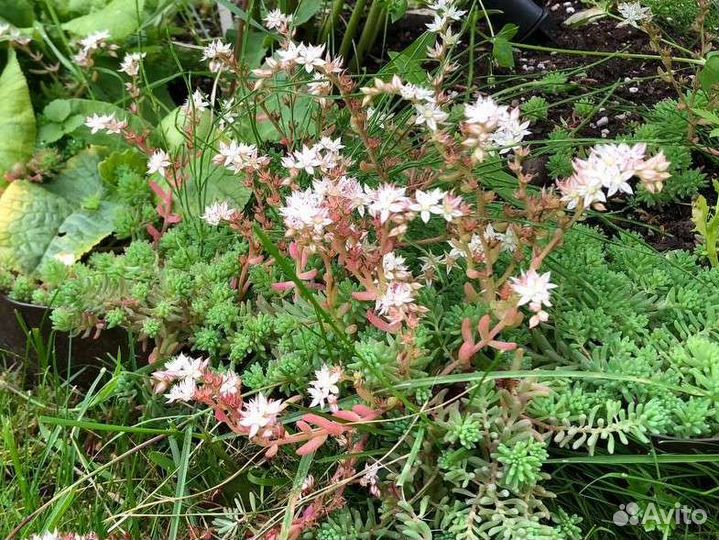 Седум садовый, уличный суккулент