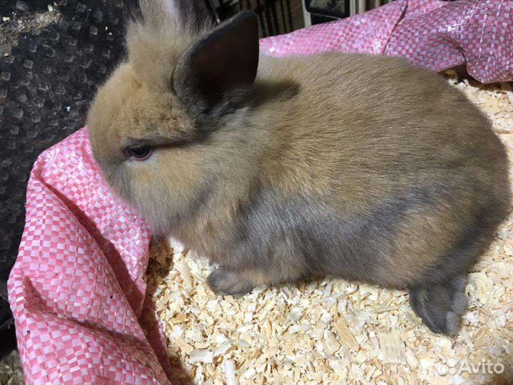 Крольчата месячные, карликовые