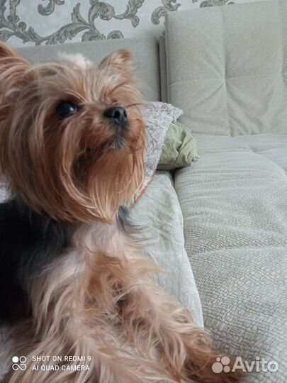 Выгул собак