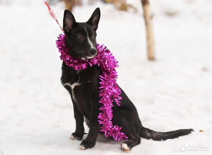 Прекрасная Йова