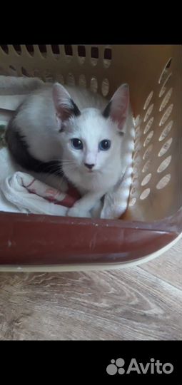 Голубоглазый котенок
