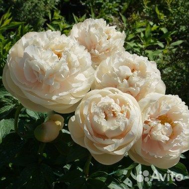 Пионы пастелеганс корни и саженцы