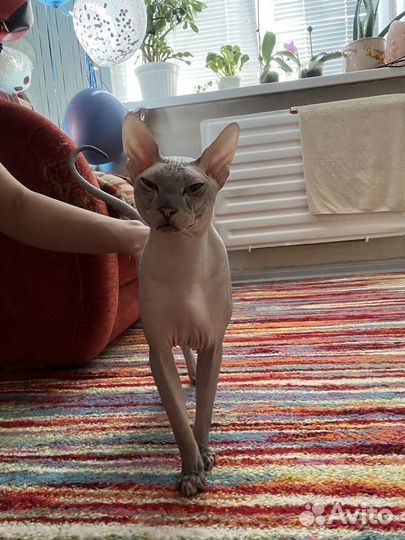 Донской сфинкс вязка