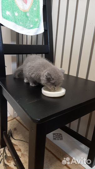 Котята шотландцы