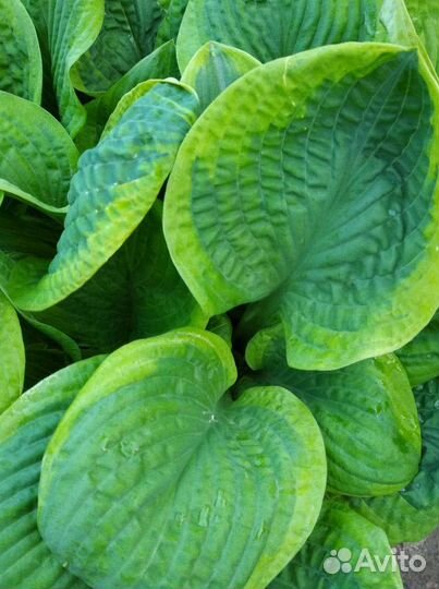 Революшн,Сорбет, Стилетто, Красный октябрь