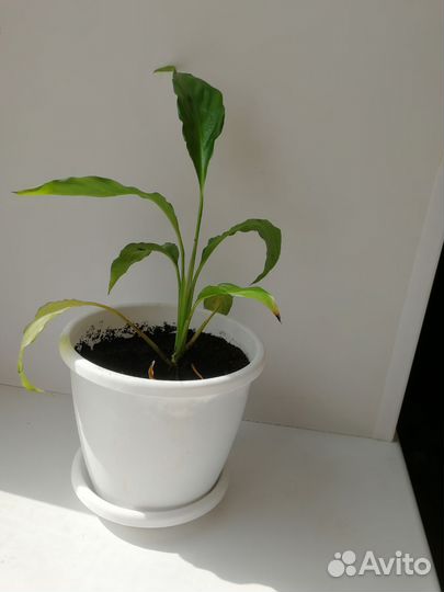 Комнатные растения