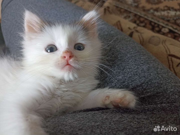 Котик малышок, белый пушистик