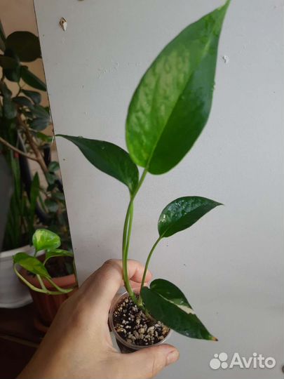 Набор сциндапсусов и филодендронов