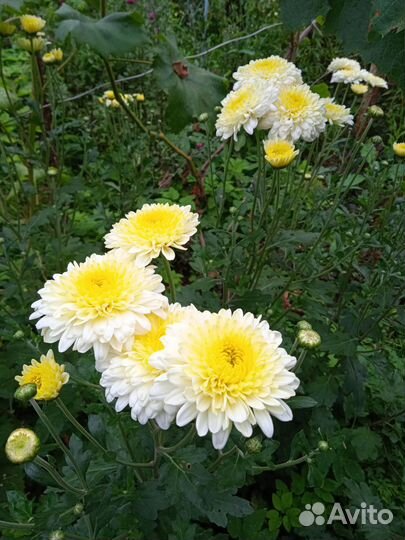 Хризантема мультифлора