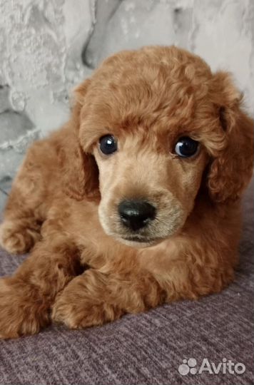 Щенки пуделя. Мальчики. РКФ