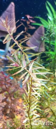 Аквариумные растение