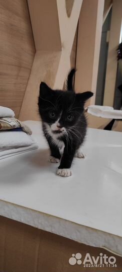 Котенок в добрые руки