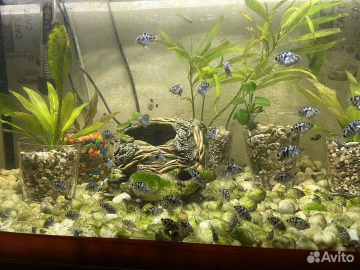 Аквариумные рыбки