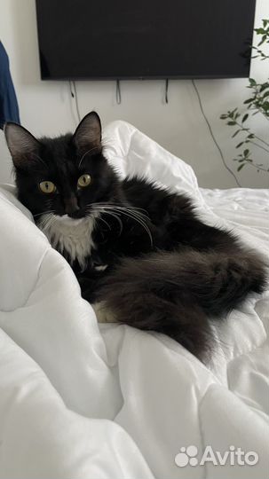 Молодой котик