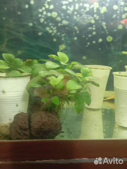 Анубис на лаве