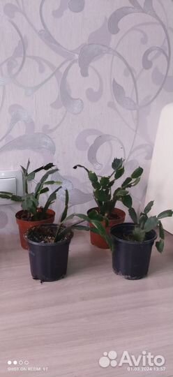 Лантана, муррая и другие