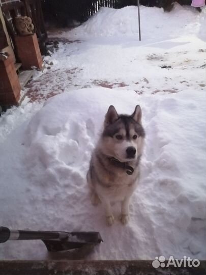 Сибирский хаски мальчик для вязки