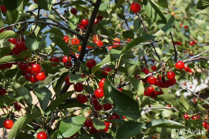 Саженцы вишня Щедрая