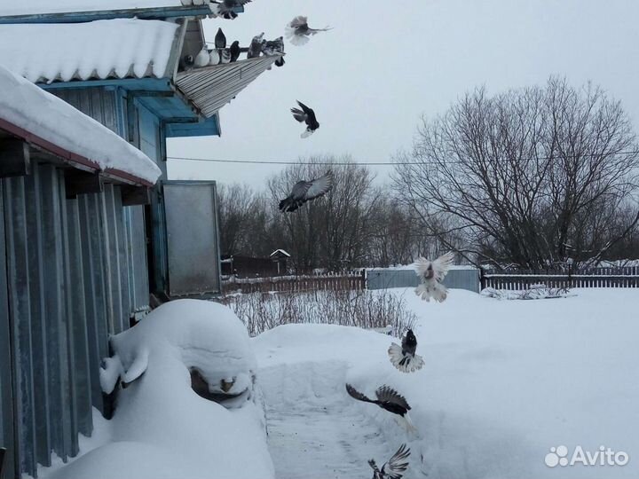 Николаевские голуби
