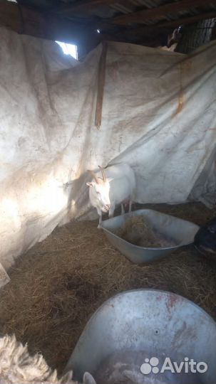 Коза дойная