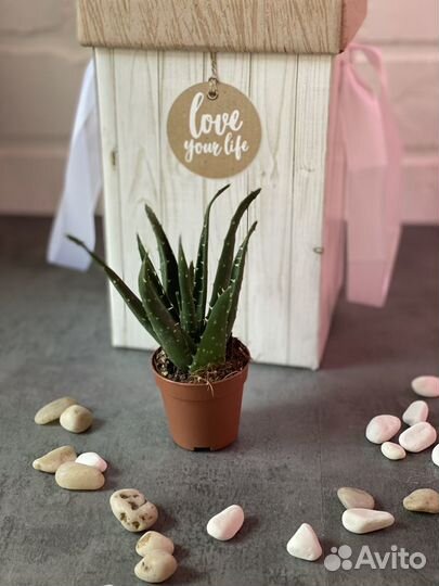 Алоэ митриформис (Aloe mitriformis)