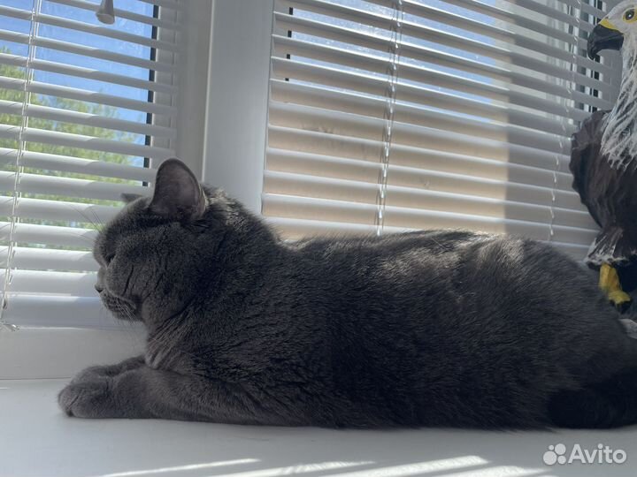 Британская кошка