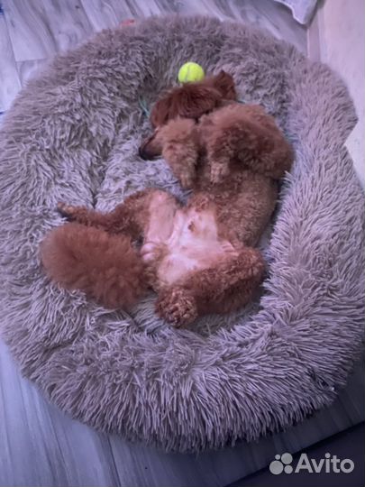 Лежак для собаки