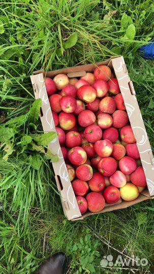 Фермерское хозяйство