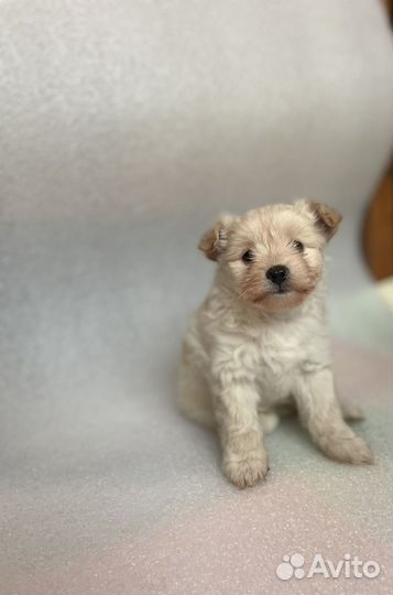 Той-терьер щенки