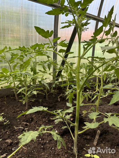 Рассада помидор