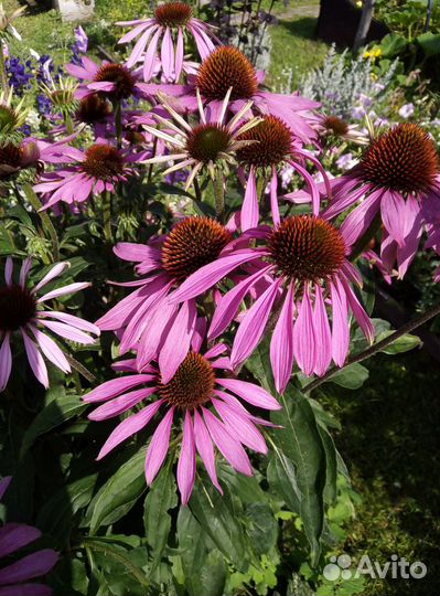 Цветы многолетники