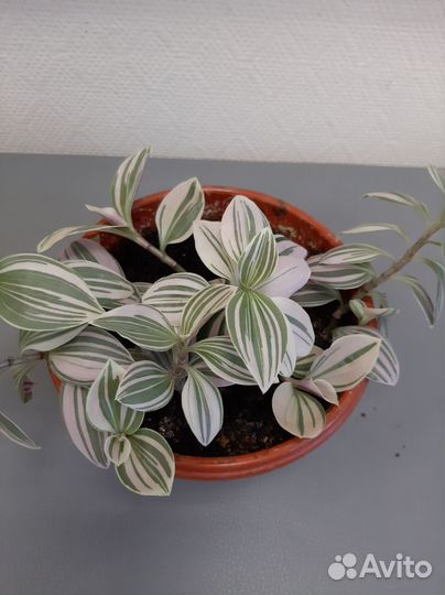 Традесканция и др