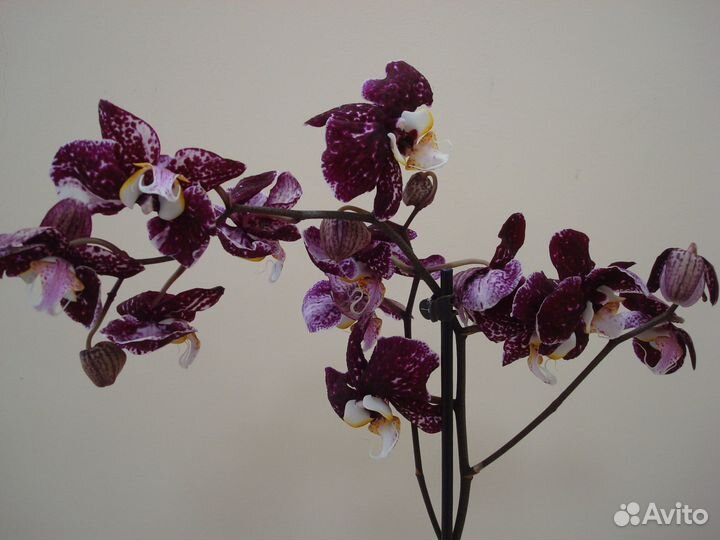 Орхидея фаленопсис