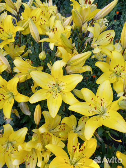 Лилии луковицы