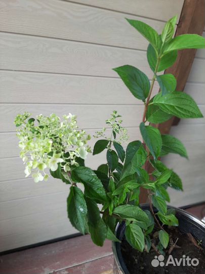 Гортензия метельчатая Скайфул