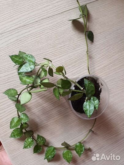 Папоротник фикус сциндапсус хойя цветы