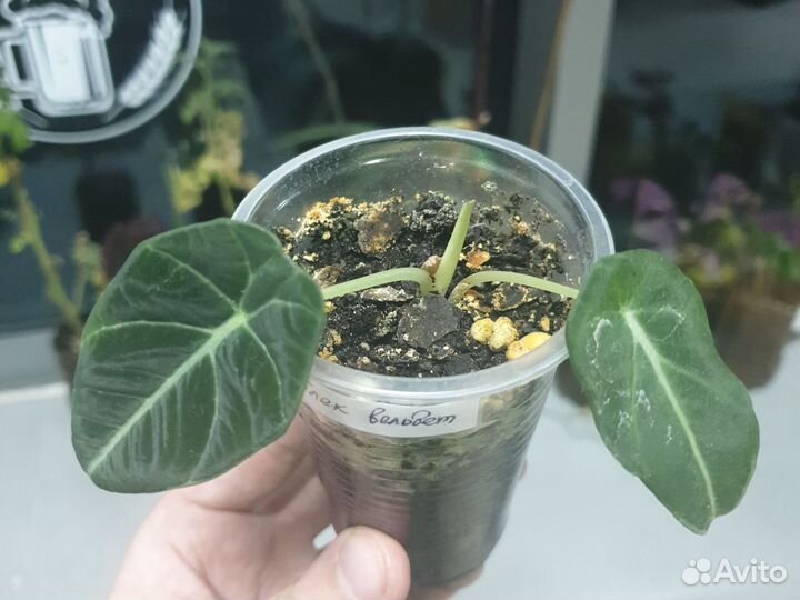 Алоказия блэк вельвет