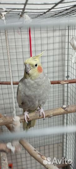 Попугай корелла с клеткой