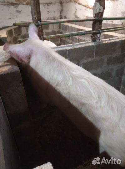 Осеменение свиней